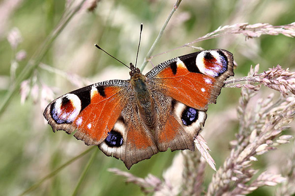 Peacock by Mick Dryden