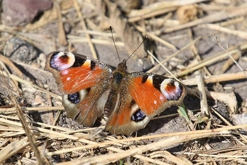 Peacock Butterfly by Mick Dryden