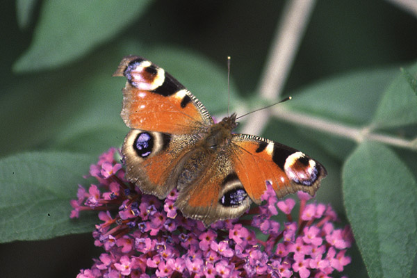 Peacock by Mick Dryden