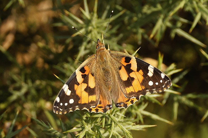 Painted Lady by Mick Dryden