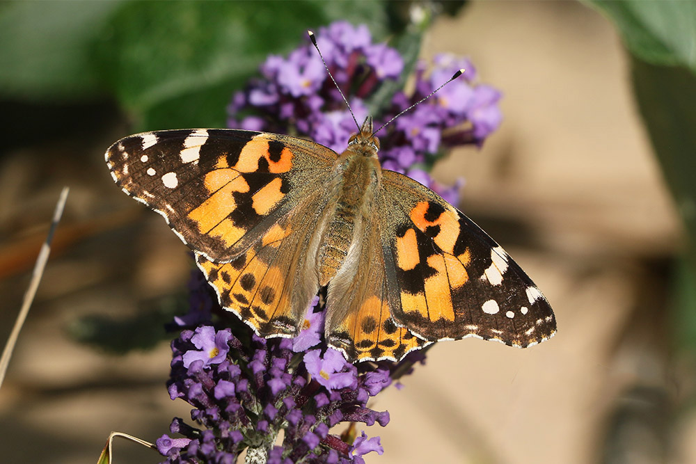 Painted Lady by Mick Dryden