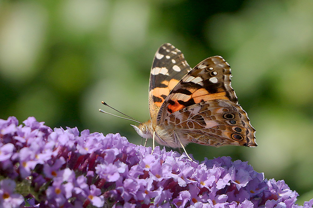Painted Lady by Mick Dryden