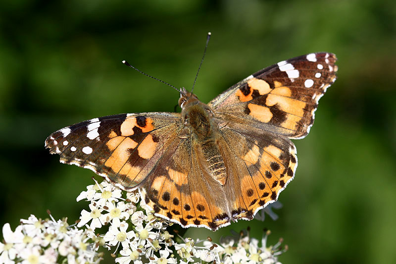 Painted Lady by Mick Dryden