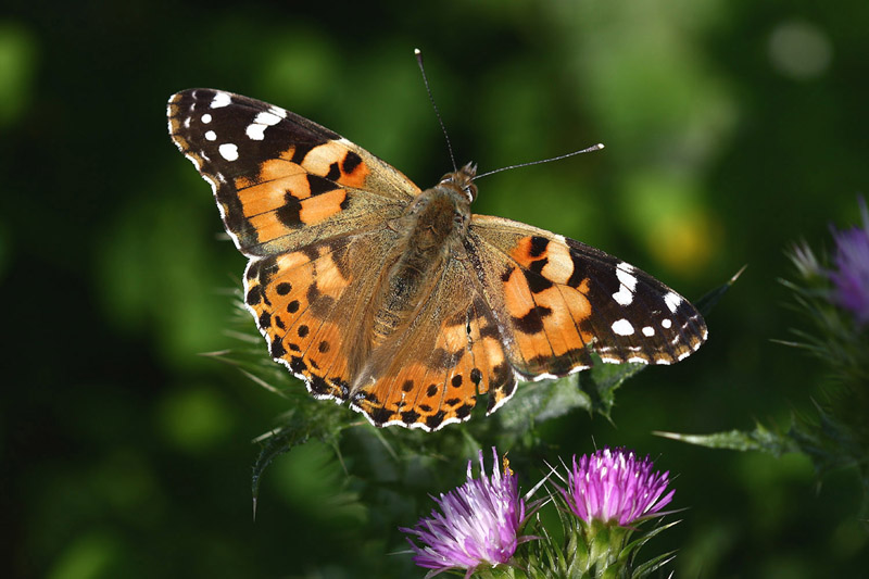 Painted Lady by Mick Dryden