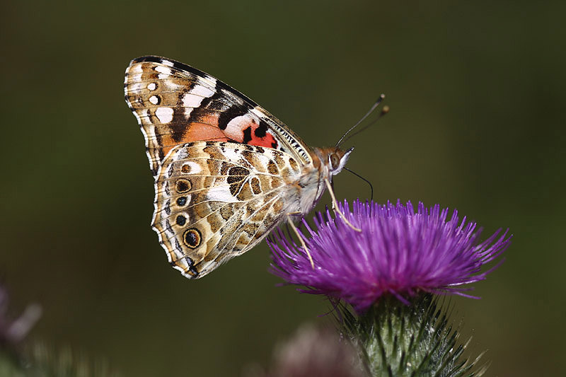Painted Lady by Mick Dryden