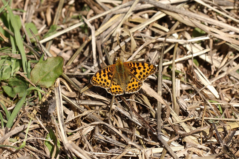 Queen of Spain Fritillary by Richard Perchard