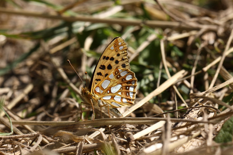 Queen of Spain Fritillary by Richard Perchard