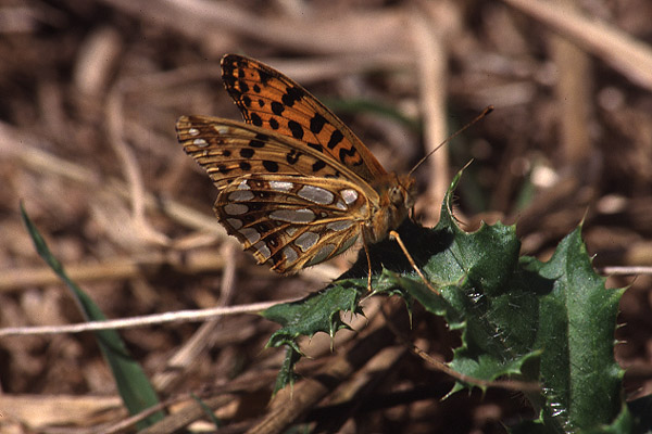 Queen of Spain Fritillary by Richard Perchard