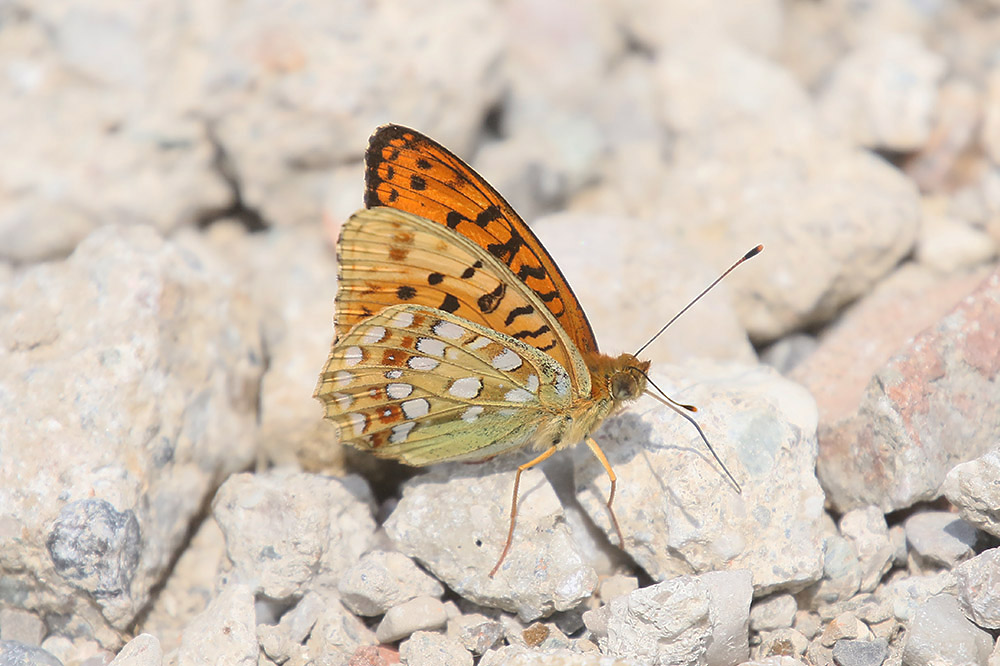 Queen of Spain Fritillary by Mick Dryden