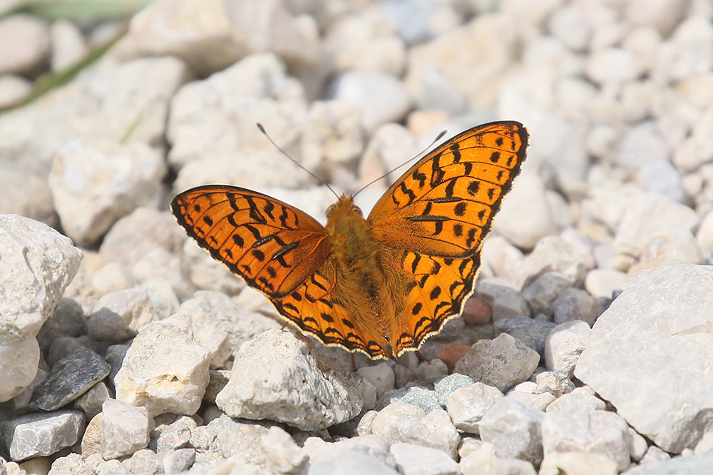 Queen of Spain Fritillary by Mick Dryden
