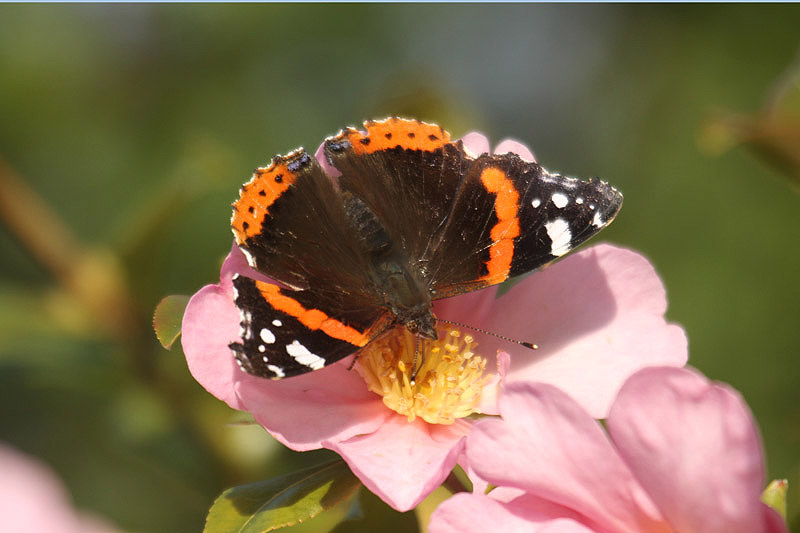 Red Admiral by Mick Dryden