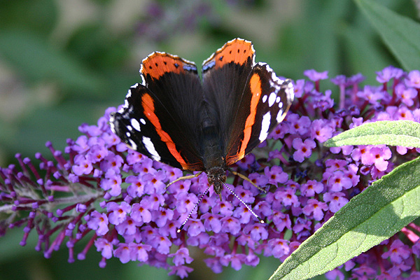 Red Admiral by Mick Dryden