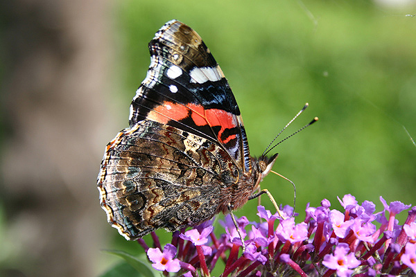 Red Admiral by Mick Dryden