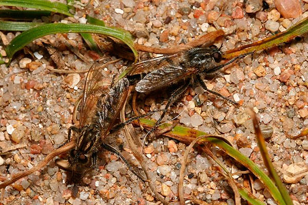 Robber Fly by Richard Perchard