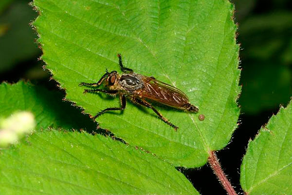 Robber Fly by Richard Perchard