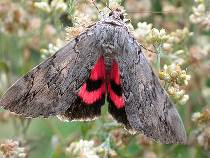 Rosy Underwing by Roger Long