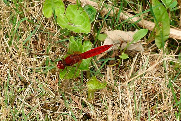 Scarlet Darter by Richard Perchard