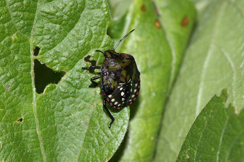 Southern Green Shield Bug by Richard Perchard