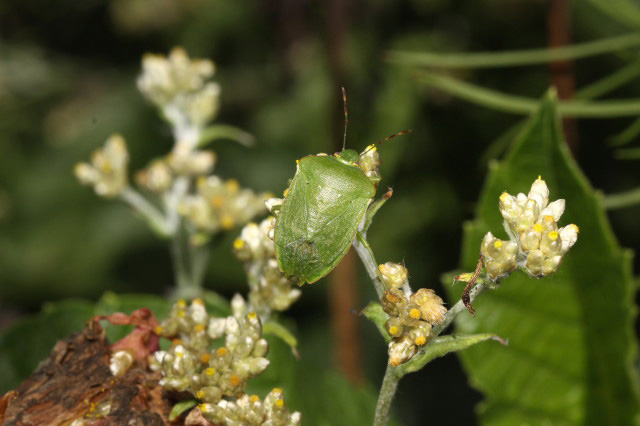 Southern Green Shield Bug by Richard Perchard