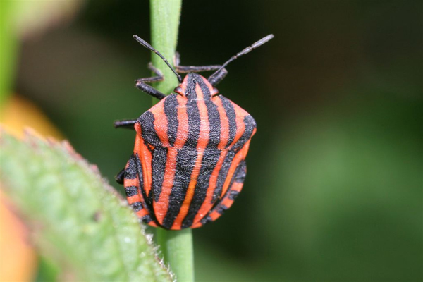 Shield Bug by Richard Perchard