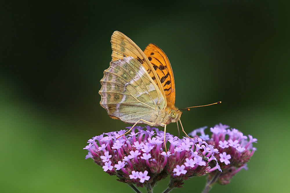 Silver-washed Fritillary by Mick Dryden