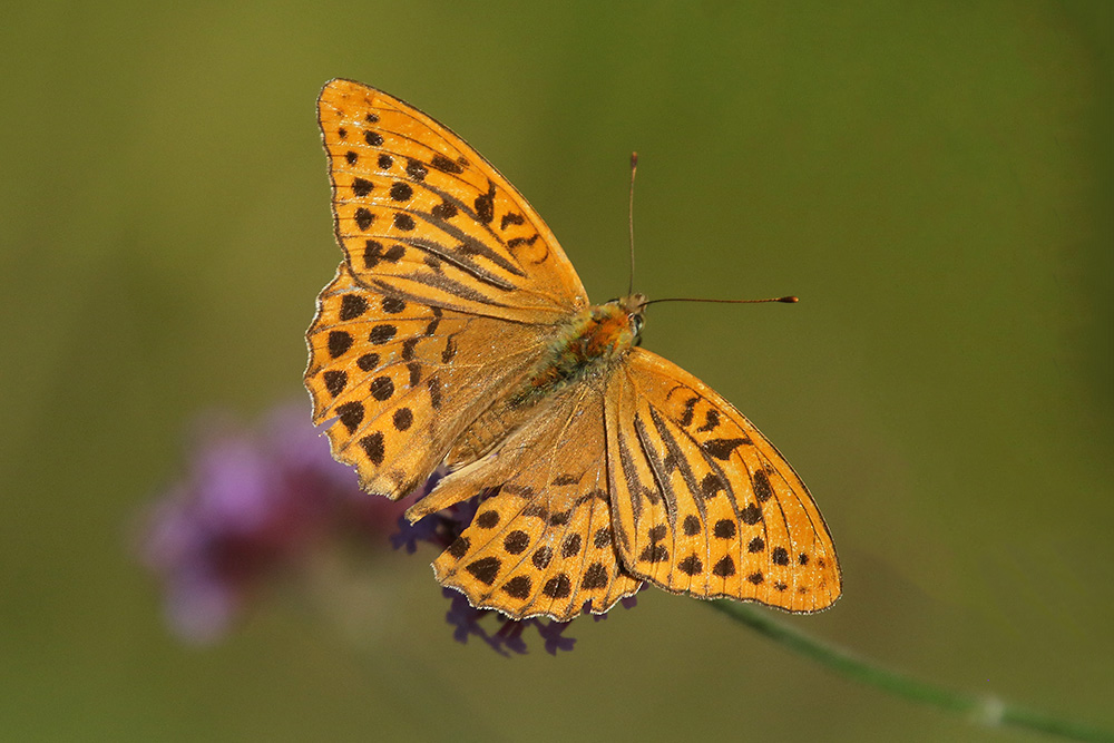Silver-washed Fritillary by Mick Dryden