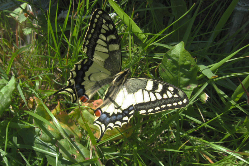 Swallowtail by Simon and Lynda Higgins