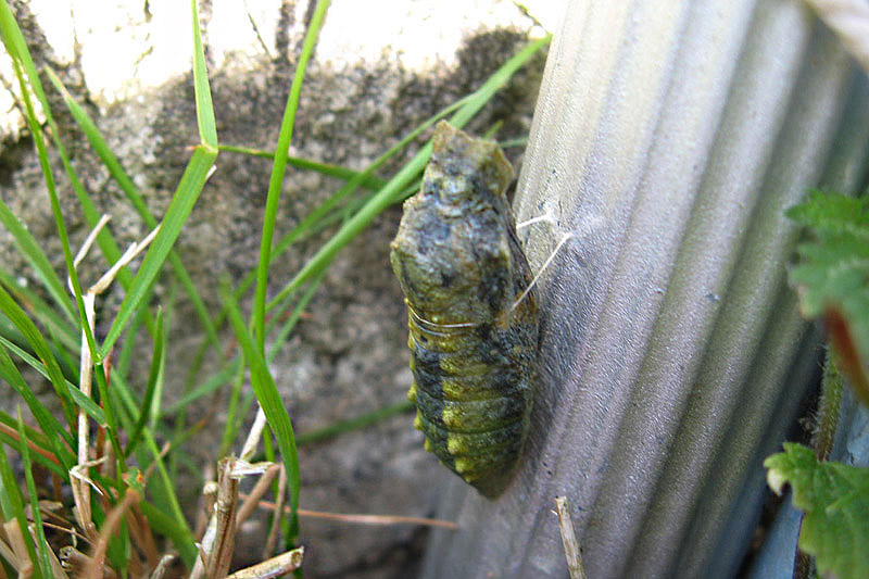 Pupa by Lynda and Simon Higgins