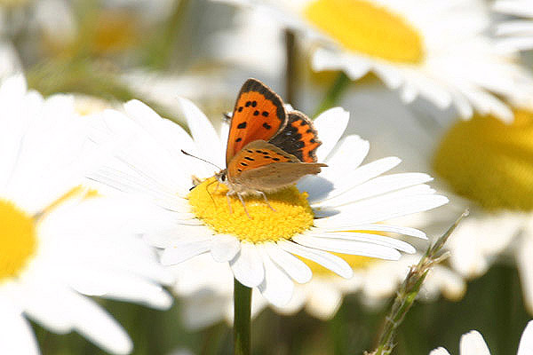 Small Copper by Mick Dryden