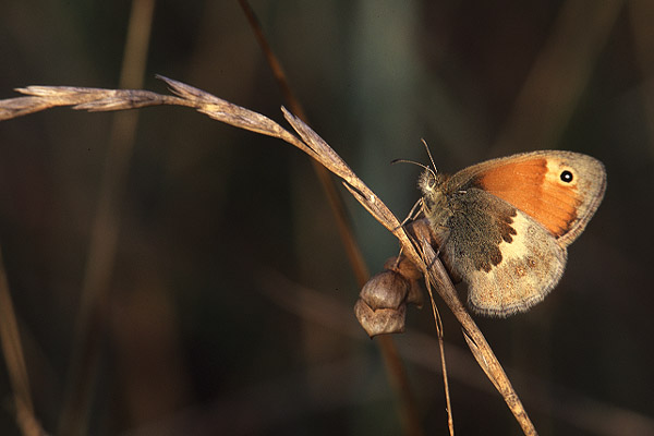 Small Heath by Richard Perchard