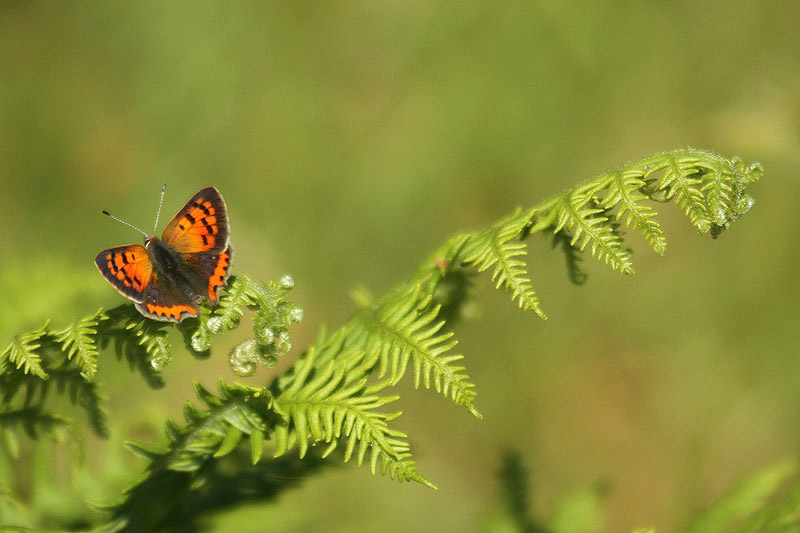 Small Copper by Mick Dryden