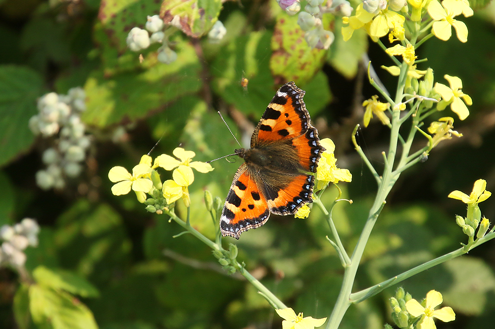 Small Tortoiseshell by Mick Dryden