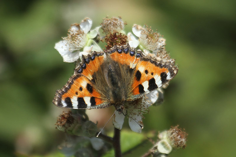 Small Tortoiseshell by Mick Dryden