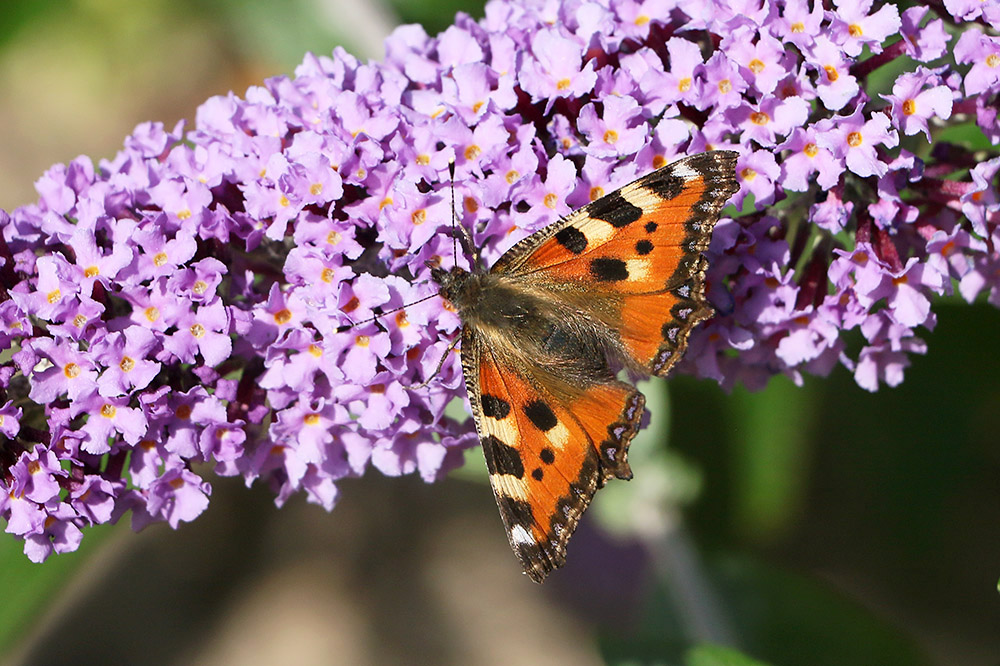 Small Tortoiseshell by Mick Dryden