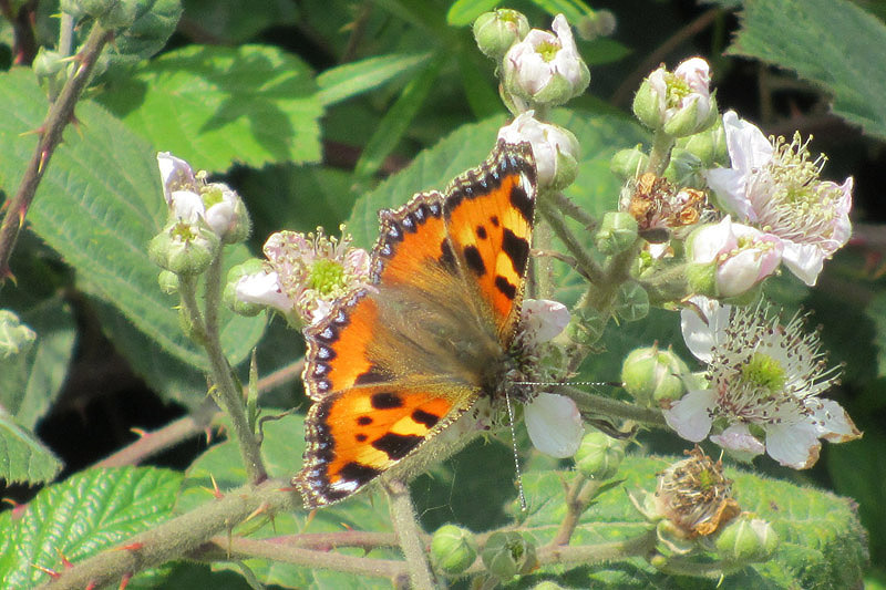 Small Tortoiseshell by Mick Dryden