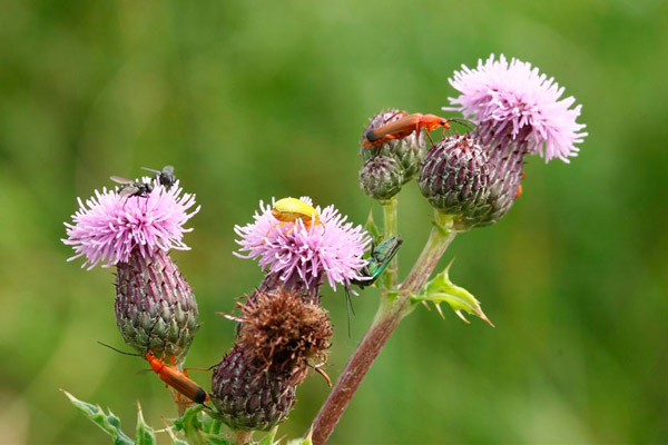 Soldier Beetles by Richard Perchard