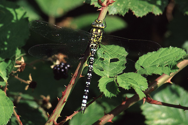 Southern Hawker by Richard Perchard