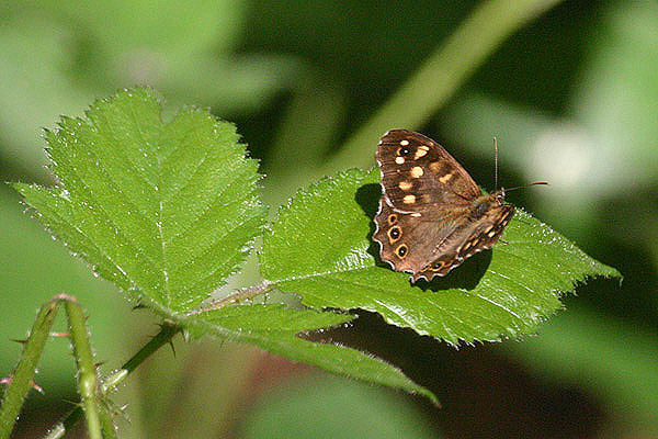 Speckled Wood by Mick Dryden