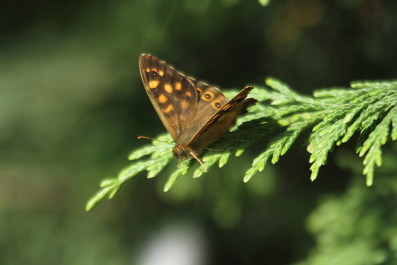 Speckled Wood by Mick Dryden