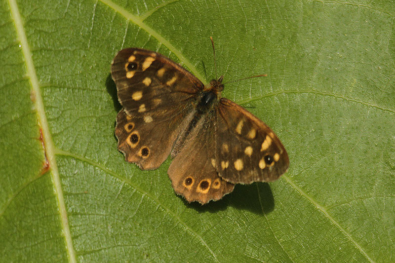 Speckled Wood by Mick Dryden