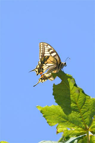 Swallowtail by Trevor Biddle