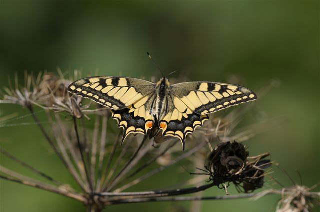 Swallowtail by Trevor Biddle