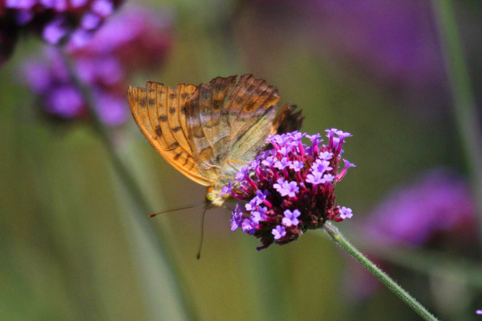 Silver-washed Fritillary by Mick Dryden