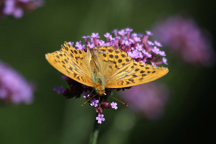 Silver-washed Fritillary by Mick Dryden