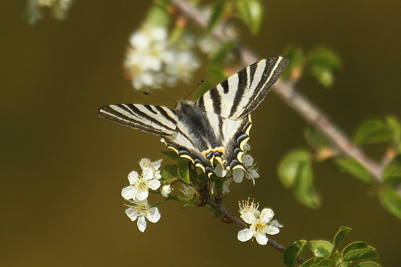 Scarce Swallowtail by Mick Dryden
