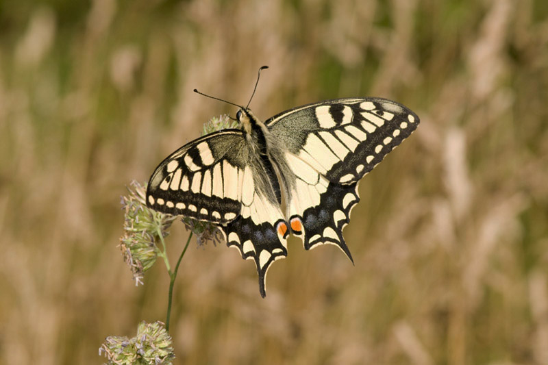 Swallowtail by Trevor Biddle