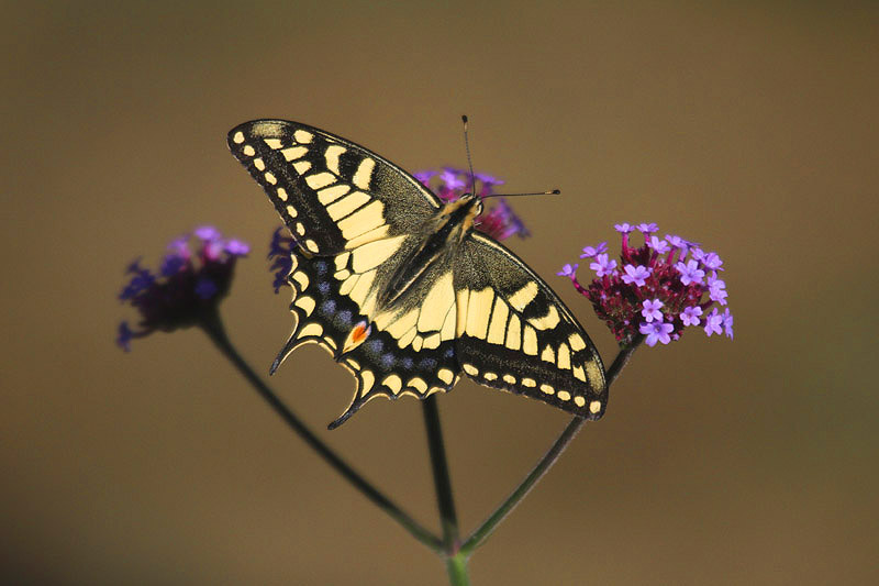 Swallowtail by Mick Dryden