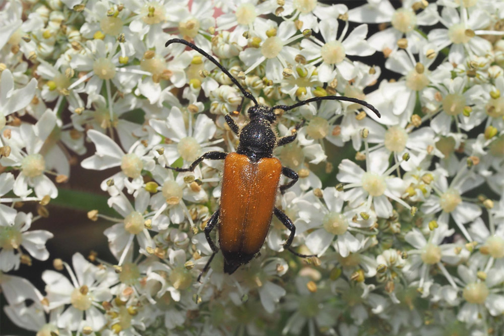 Tawny Longhorn Beetle by Richard Perchard