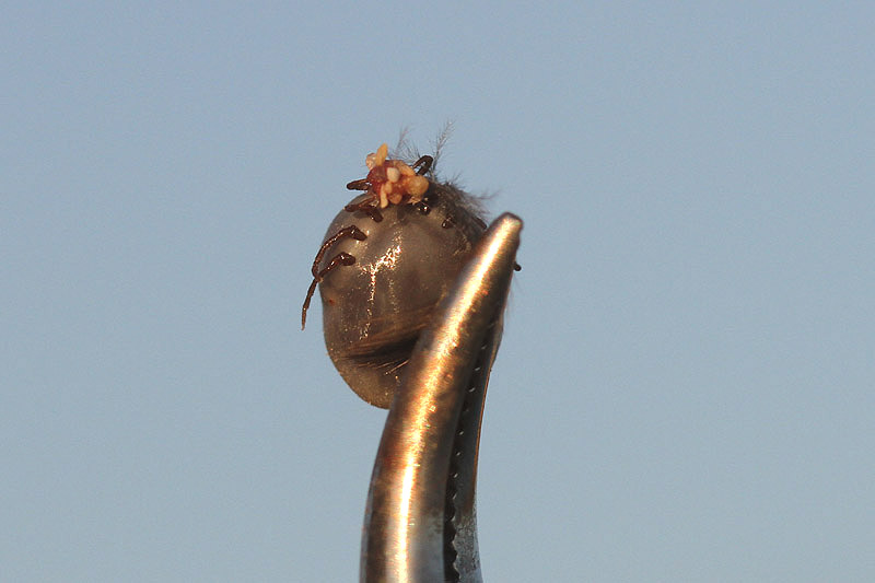 Sand Martin Tick by Mick Dryden