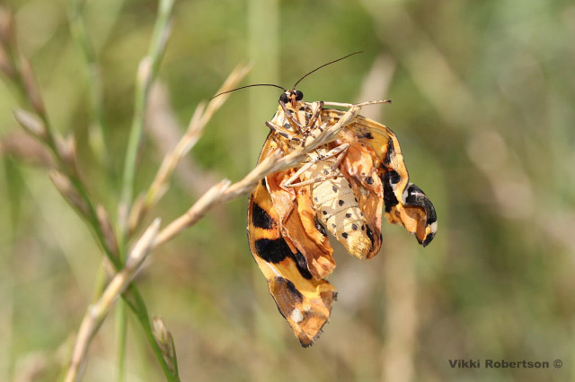 Tiger Moth by Vikki Robertson